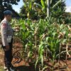 Polri Dukung Astacita, Polsek Merakurak Polres Tuban Turun Cek Tanaman Jagung Warga di Desa Temandang