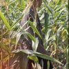 Polsek Widang Polres Tuban Pengecekan Tanaman Jagung Milik Warga