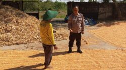 Polri Dukung Astacita, Polsek Semanding Polres Tuban Turun Cek Tanaman jagung milik Warga di Desa Prunggahan wetan