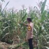 Polsek Singgahan Polres Tuban Turun Cek Tanaman jagung Warga di Desa Mulyorejo