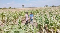 Polsek Tambakboyo Polres Tuban Turun Cek Tanaman jagung Warga di Desa Ngulahan