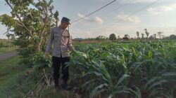 Polsek Montong Polres Tuban Turun Cek Tanaman jagung Warga di Desa Jetak