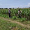 Dalam rangka Polri Dukung Program Astacita, Petugas Polmas Polsek Parengan Polres Tuban sambang lokasi tanaman jagung di Desa Parangbatu Kec. Parengan