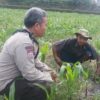 Polsek Batulayar Turun ke Ladang, Dorong Produktivitas Petani Sandik