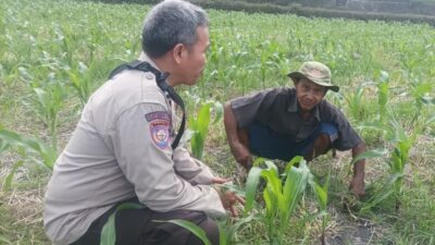 Polsek Batulayar Turun ke Ladang, Dorong Produktivitas Petani Sandik