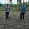 Bhabinkamtibmas Kuripan Turun ke Sawah Jaga Ketahanan Pangan