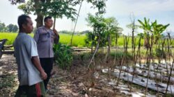 Bhabinkamtibmas Telagawaru Dorong Ketahanan Pangan Desa