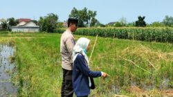 Polri Turun ke Sawah Labuapi, Dorong Produktivitas Petani Desa