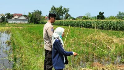 Polri Turun ke Sawah Labuapi, Dorong Produktivitas Petani Desa
