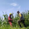 Bhabinkamtibmas Labuapi Ajak Warga Manfaatkan Lahan Jagung