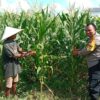 Kunci Sukses Petani Jagung Lombok Barat Genjot Ketahanan Pangan yang Didampingi Langsung oleh Polri