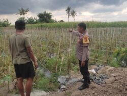 Polsek Labuapi Edukasi Petani Kuranji Dalang Teknik Hortikultura