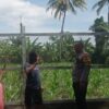 Jaga Ketahanan Pangan, Polsek Labuapi Turun ke Sawah