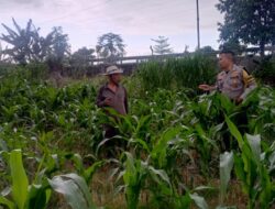 Dukung Program Presiden, Bhabinkamtibmas Terong Tawah Dorong Warga Manfaatkan Pekarangan