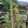 Kunci Sukses Ketahanan Pangan Nasional: Ketika Polisi dan Petani Lombok Barat Bersatu di Sawah