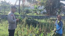 Polisi Labuapi Turun ke Kebun Jagung Dorong Ketahanan Pangan