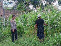 Dukung Ketahanan Pangan, Polsek Labuapi Sambang Petani Jagung