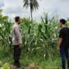 Bhabinkamtibmas Desa Labuapi Turun ke Sawah, Sukseskan Ketahanan Pangan