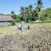 Polisi Turun ke Sawah Lombok Barat, Kawal Ketahanan Pangan Sejak Masa Tanam