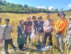 Kawal Ketahanan Pangan, Polsek Sekotong Dampingi Ubinan Jagung BPS RI