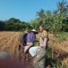 Bhabinkamtibmas Desa Sandik Bantu Petani Jagung Kejar Swasembada Pangan