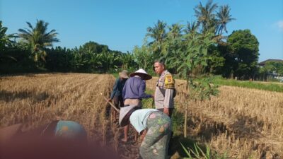 Dukung Ketahanan Pangan, Polsek Batulayar Edukasi Petani Jual Ke Bulog
