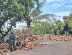 Babinsa Rempek Perkuat Kemitraan Bersama Pengepul Kelapa Lombok Utara