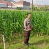 Aksi Bhabinkamtibmas Desa Bengkel Sukseskan Panen Jagung