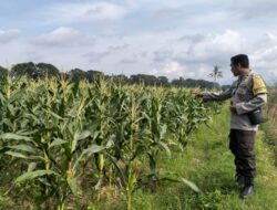 Kawal Kedaulatan Pangan, Bhabinkamtibmas Polsek Labuapi Sambangi Petani di Lombok Barat