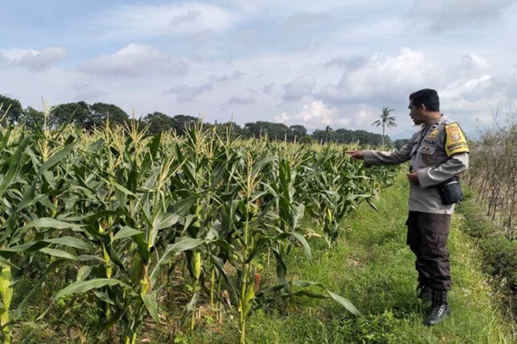 Dukung Ketahanan Pangan Nasional, Polsek Labuapi Dampingi Petani Lokal di Lombok Barat