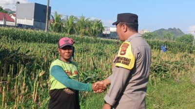 Menjelang Fase Generatif Tanaman Jagung, Ini Aksi Bhabinkamtibmas Amankan Ketahanan Pangan Nasional
