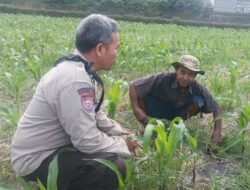 Perkuat Ketahanan Pangan Nasional, Bhabinkamtibmas Desa Sandik Dampingi Petani Lokal