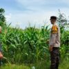 Strategi Humanis Polsek Labuapi Gerakkan Warga Manfaatkan Pekarangan untuk Ketahanan Pangan