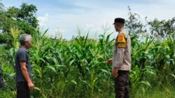 Strategi Humanis Polsek Labuapi Gerakkan Warga Manfaatkan Pekarangan untuk Ketahanan Pangan