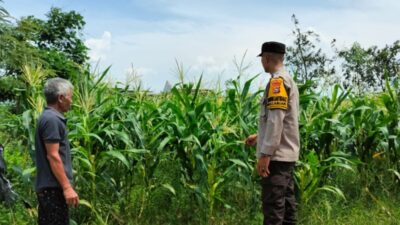Kemandirian dari Rumah Bagaimana Polsek Labuapi Membangun Fondasi Ketahanan Pangan Nasional