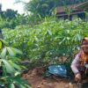 Langkah Nyata Polsek Labuapi Bantu Warga Merembu Jaga Ketahanan Pangan Keluarga