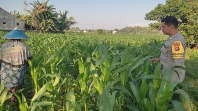 Menatap Swasembada Cara Polsek Labuapi Jaga Ketahanan Pangan Lewat Pendampingan Intensif Petani Jagung
