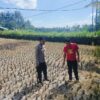 Kawal Ketahanan Pangan, Bhabinkamtibmas Turun Langsung ke Sawah Amankan Musim Tanam Ketiga