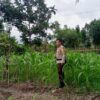 Bhabinkamtibmas Polres Lombok Barat Pantau Perkembangan Kebun Jagung Terong Tawah