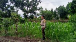 Bhabinkamtibmas Polres Lombok Barat Pantau Perkembangan Kebun Jagung Terong Tawah