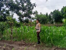 Bhabinkamtibmas Polres Lombok Barat Pantau Perkembangan Kebun Jagung Terong Tawah