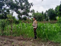 Kencangkan Ketahanan Pangan Desa, Bhabinkamtibmas Terong Tawah Dampingi Warga Olah Pekarangan