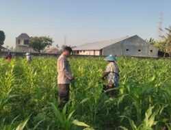 Polsek Labuapi Dorong Ketahanan Pangan Lombok Barat Lewat Optimalisasi Lahan dan Pekarangan