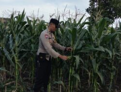 Bhabinkamtibmas Turun Ke Sawah, Dorong Kemandirian Pangan Warga Desa Labuapi