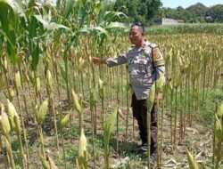 Dukung Swasembada Pangan Nasional, Bhabinkamtibmas Polsek Labuapi Edukasi Petani Lombok Barat