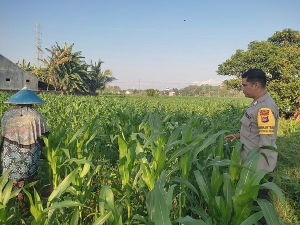Sinergi Polri dan Petani di Lombok Barat: Optimalkan Pekarangan Rumah demi Ketahanan Pangan