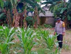Langkah Proaktif Bhabinkamtibmas Polsek Labuapi Dampingi Petani Tingkatkan Produktivitas Pangan
