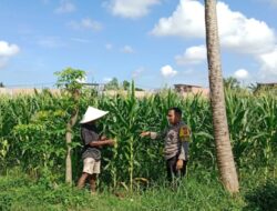 Langkah Konkret Polsek Labuapi Kawal Ketahanan Pangan Lewat Pendampingan Petani Desa Bagik Polak Barat