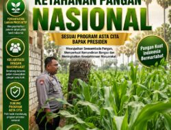 Polsek Plumpang Polresta Tuban Turun Langsung Cek Tanaman Jagung Warga