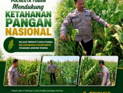 Mendukung Program Ketahanan Pangan Nasional Anggota Polmas Polsek Senori Polresta Tuban Memantau Tanaman Jagung Milik Warga Desa Medalem